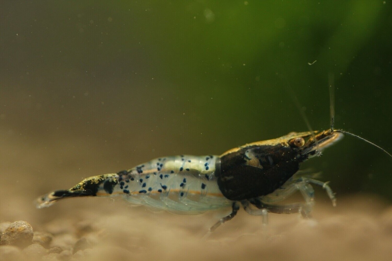 Black Carbon Rili