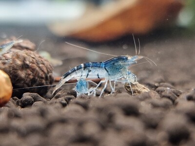 Orange Eye Blue Tiger - Light