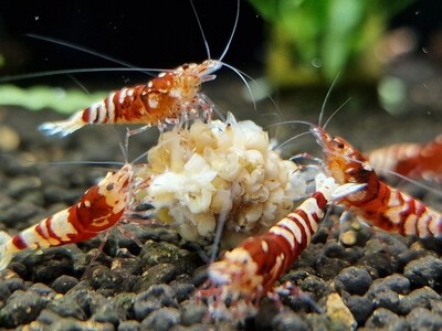 Red Nanacy Red Nanacy