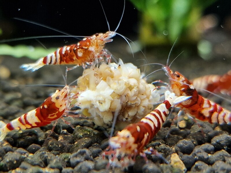 Red Nanacy