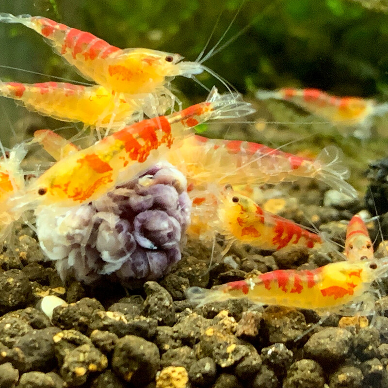 Calceo Golden Dragon