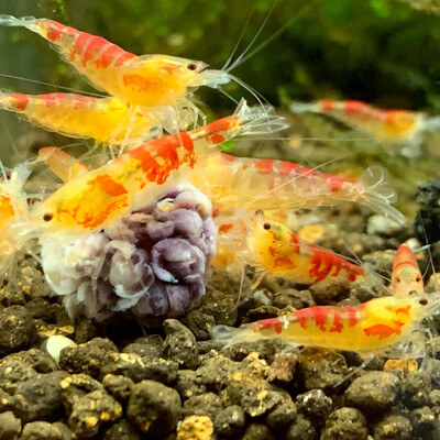 Calceo Golden Dragon