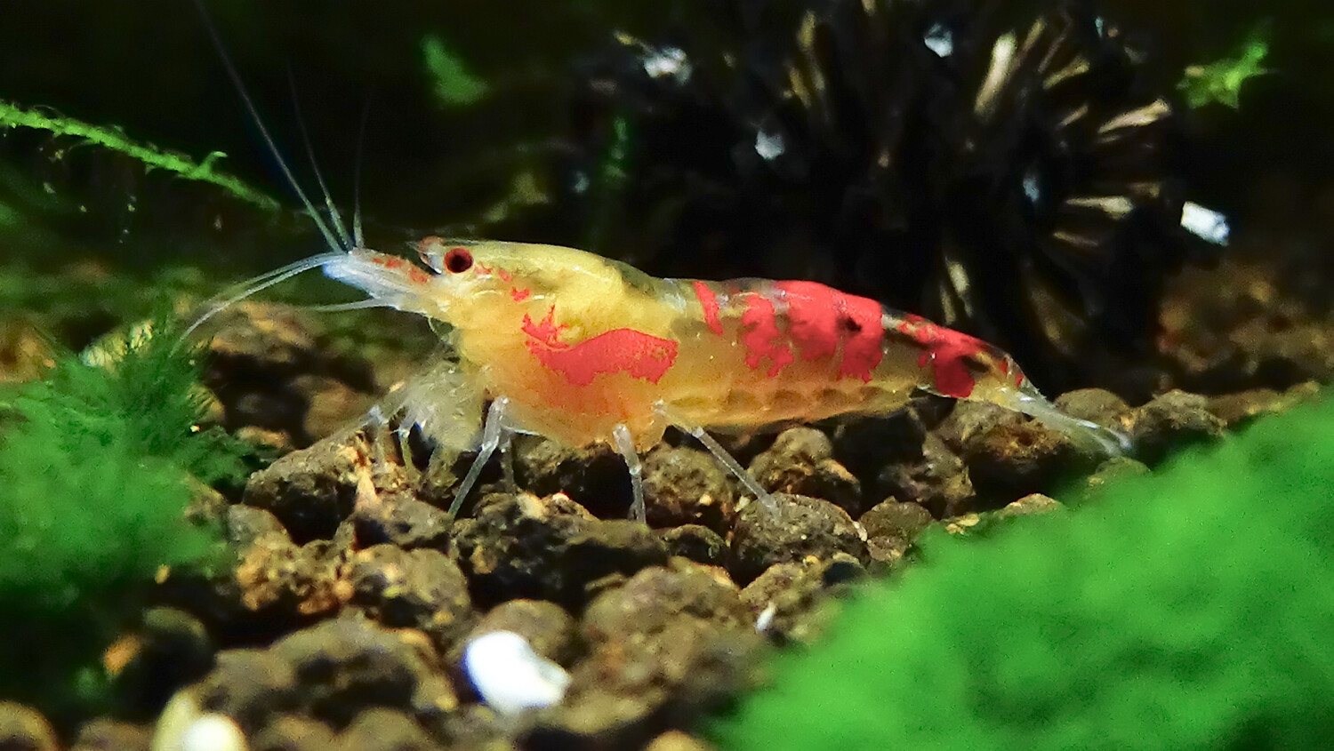 Calceo Golden Dragon