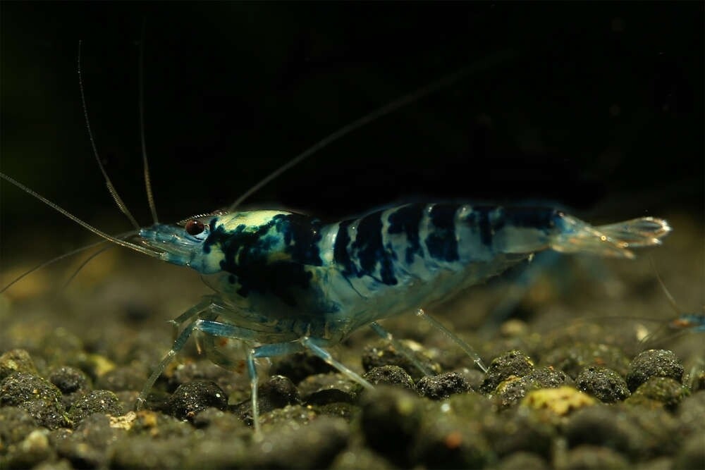 Calceo Blue Dragon