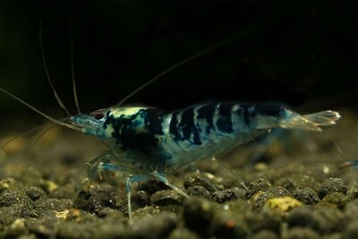 Calceo Blue Dragon