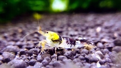 Calceo Black Dragon