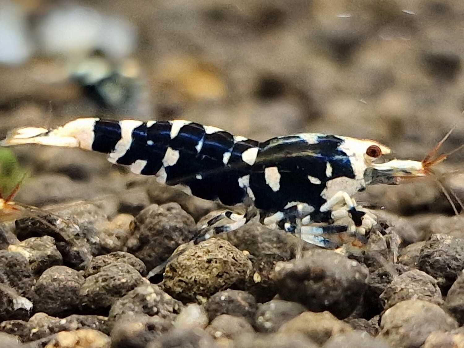 Black Fancy Tiger