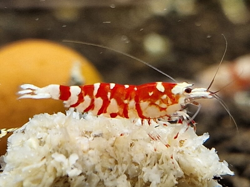 Red Fancy Tiger