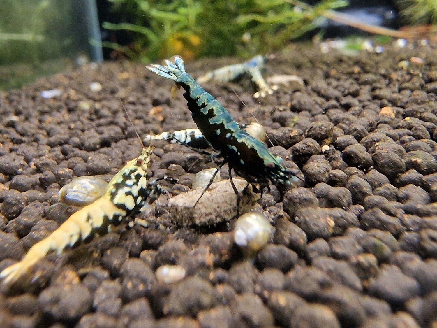 Metallic Blue Boa