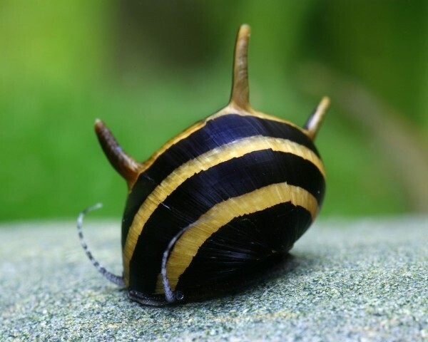Antenn SvartGuld snäcka
