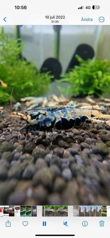 Metallic Blue Boa - High