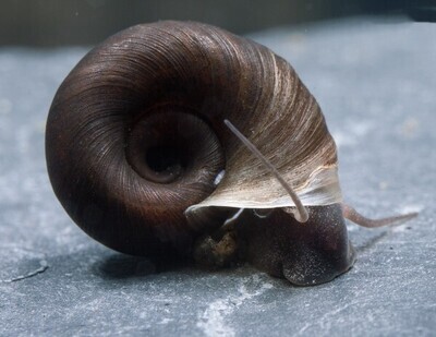 Posthornsnäcka Brun