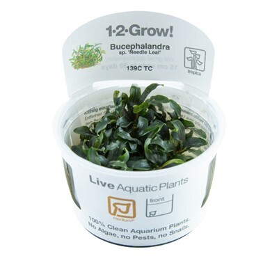 Bucephalandra sp. &#39;Needle Leaf&#39;