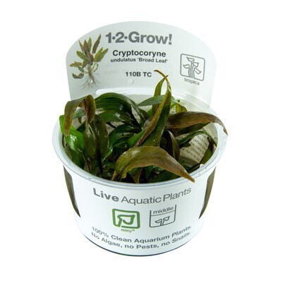 Cryptocoryne undulata &#39;Broad Leaf&#39;