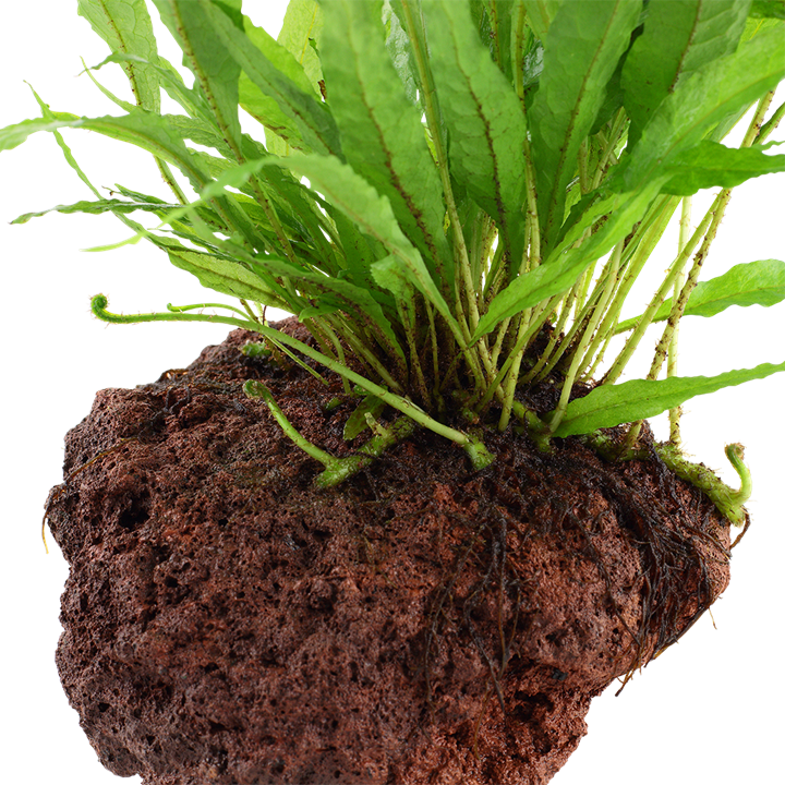Microsorum pteropus på lavasten