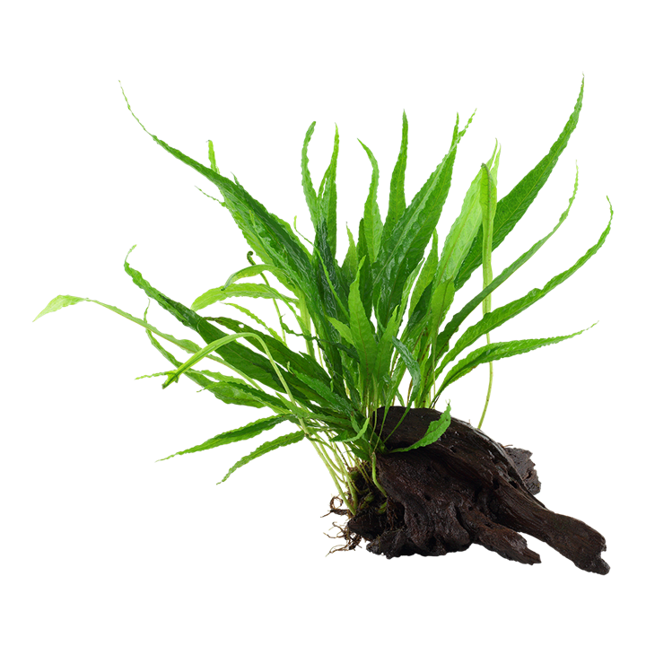 Microsorum pteropus på rot