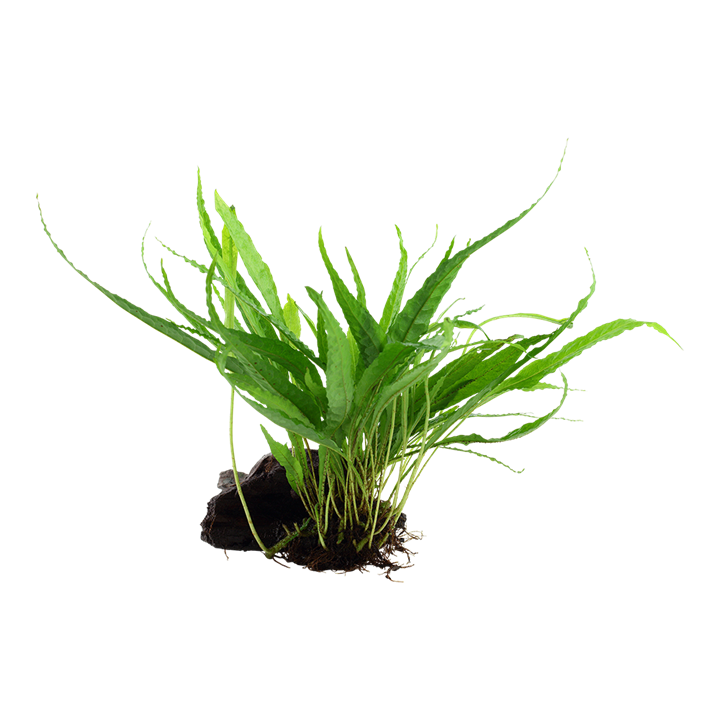Microsorum pteropus på rot