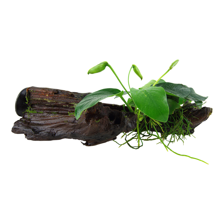 Anubias barteri var. nana på rot med sugkopp