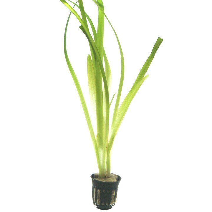 Vallisneria americana &#39;Gigantea&#39;