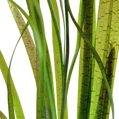 Vallisneria spiralis 'Tiger'