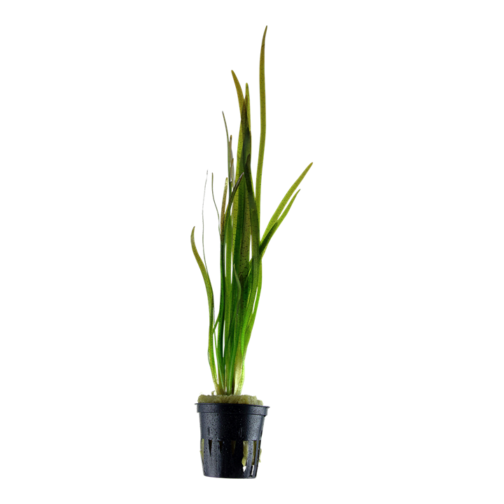 Vallisneria spiralis &#39;Tiger&#39;