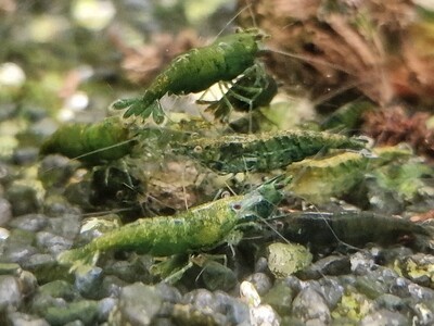 Green Jade - High