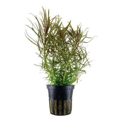 Pogostemon stellatus