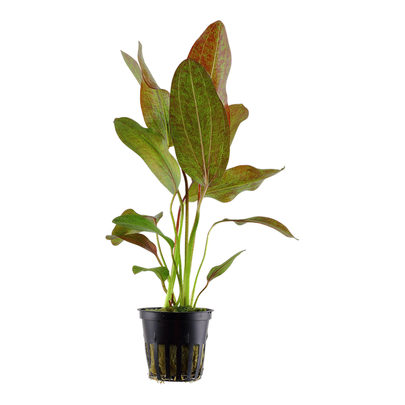 Echinodorus 'Ozelot' Echinodorus 'Ozelot'