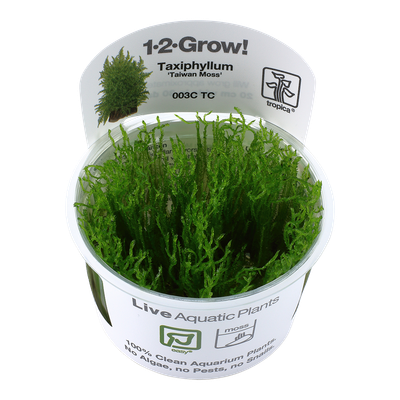 Taxiphyllum alternans 'Taiwan' mossa