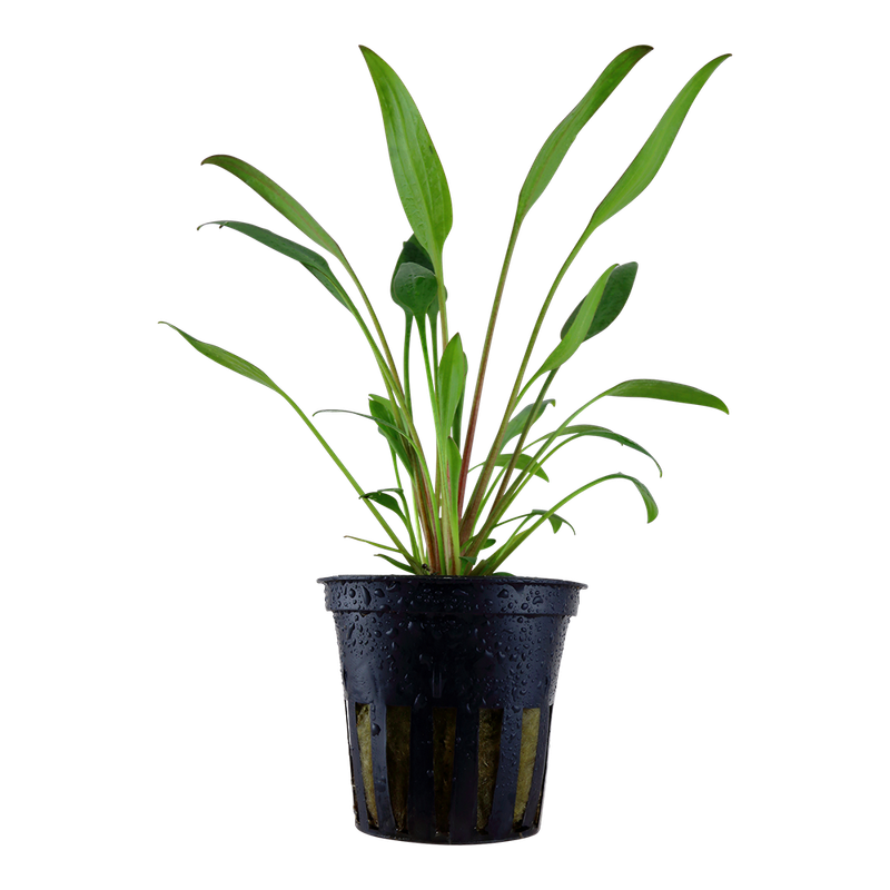 Cryptocoryne x willisii Cryptocoryne x willisii