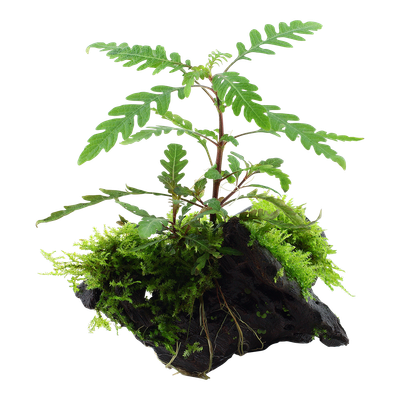 Hygrophila pinnatifida &amp; mossa på rot