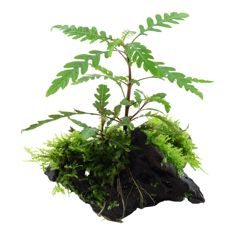 Hygrophila pinnatifida &amp; mossa på rot