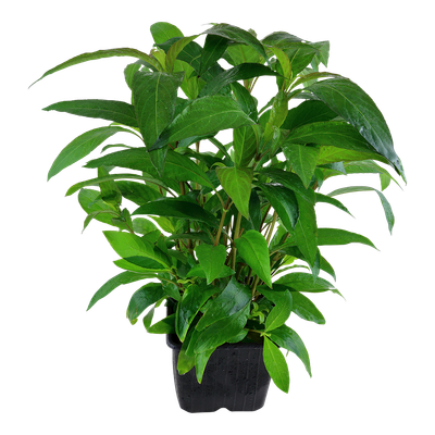 Hygrophila corymbosa 'Siamensis'