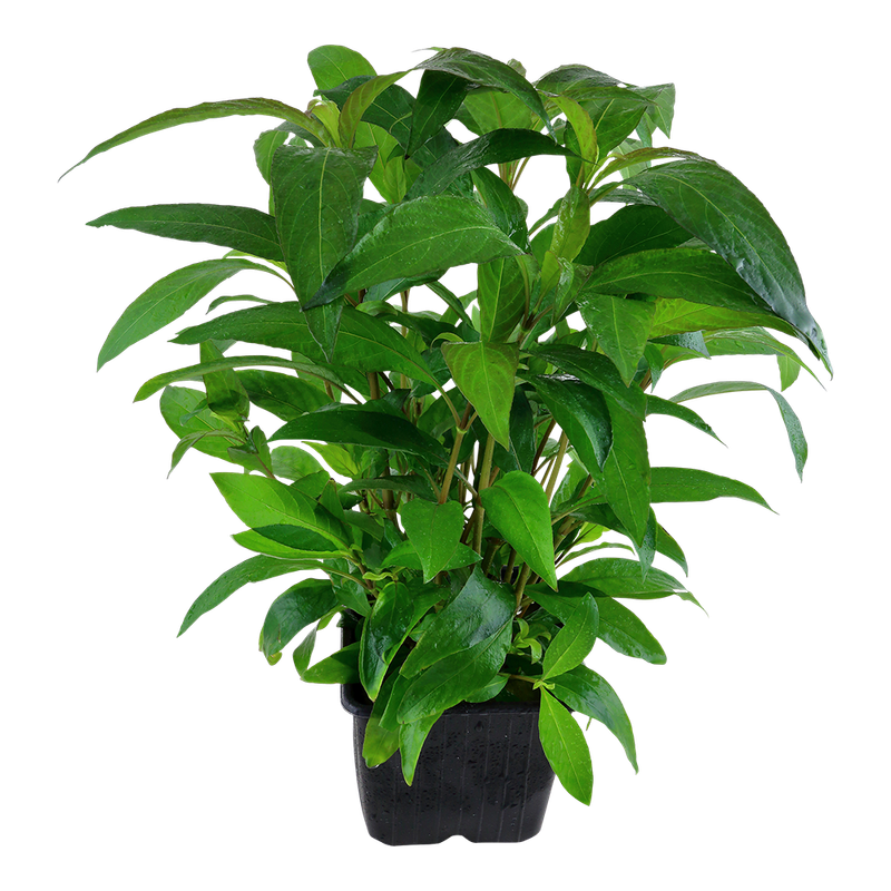 Hygrophila corymbosa 'Siamensis'