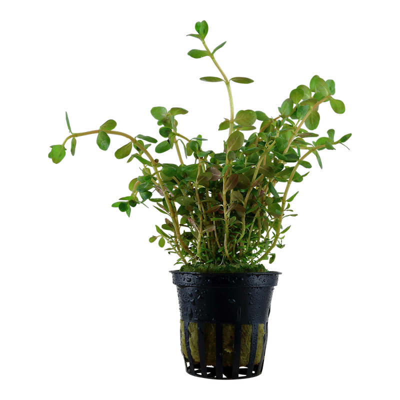 Rotala rotundifolia Rotala rotundifolia