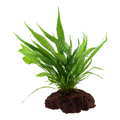 Microsorum pteropus på lavasten