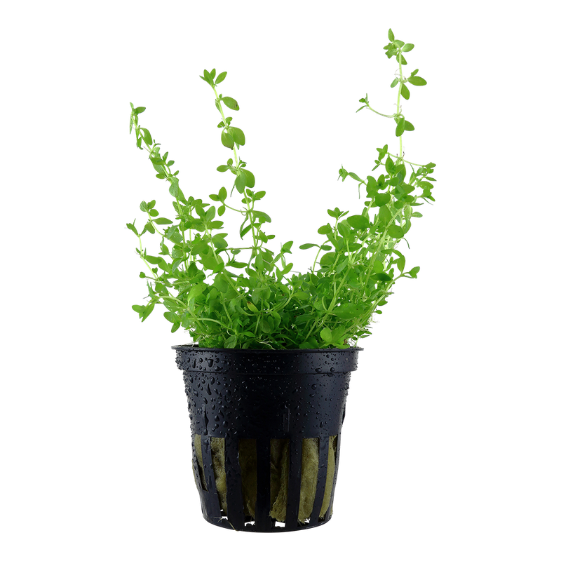 Micranthemum Glomeratum Micranthemum Glomeratum