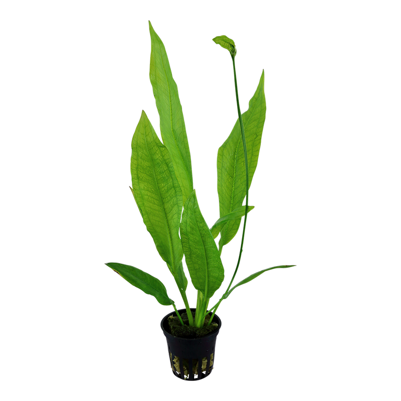 Echinodorus grisebachii 'Bleherae' Echinodorus grisebachii 'Bleherae'