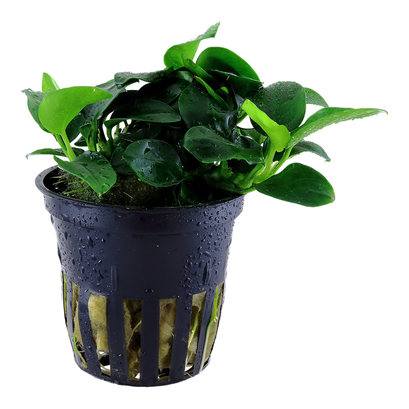 Anubias barteri 'Petite' Anubias barteri 'Petite'