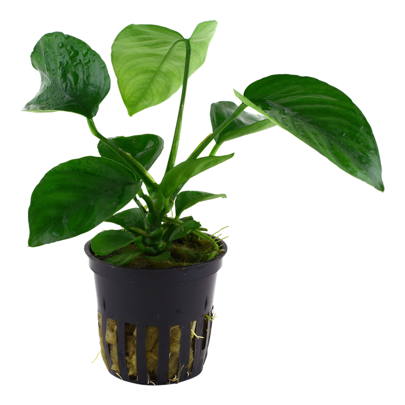 Anubias barteri var, caladiifolia Anubias barteri var, caladiifolia