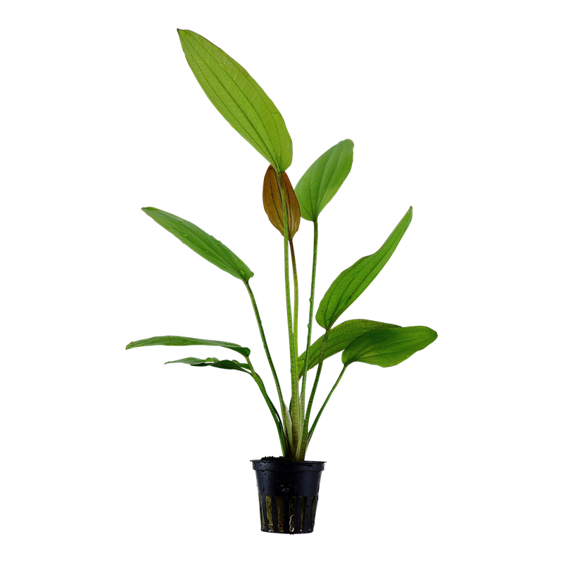 Echinodorus 'Rosé' Echinodorus 'Rosé'