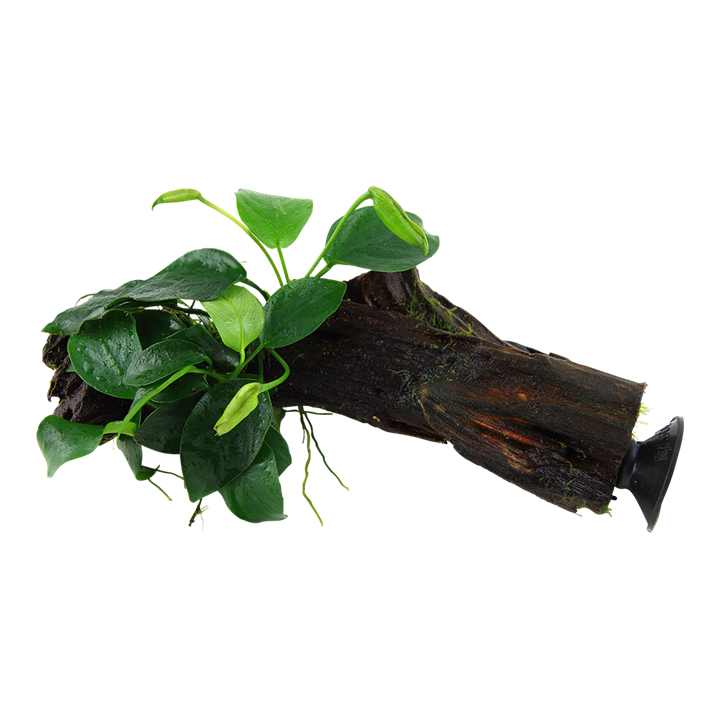 Anubias barteri var. nana på rot med sugkopp