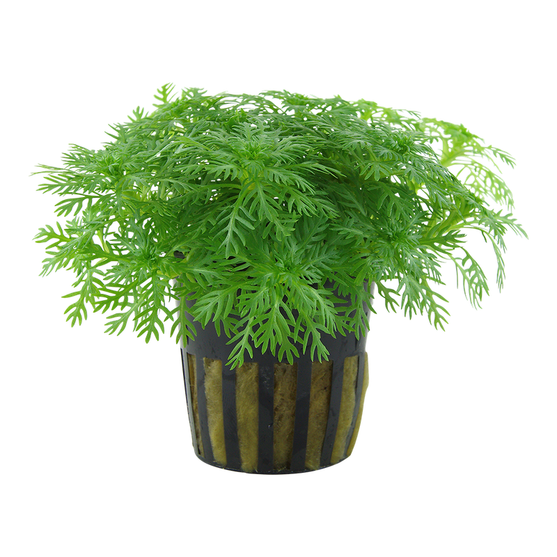 Hottonia palustris Hottonia palustris