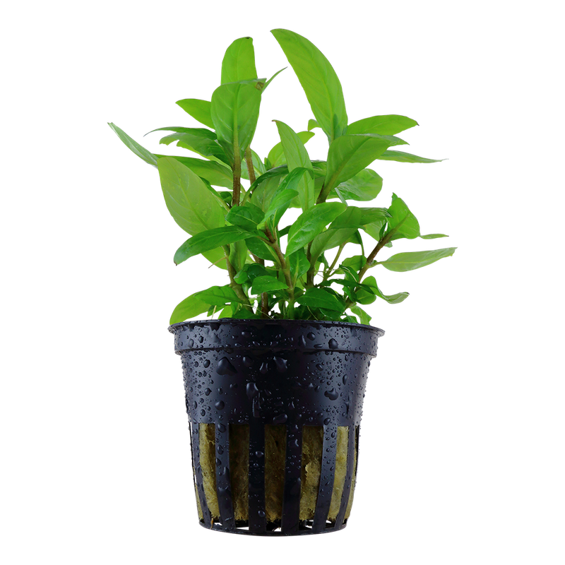 Staurogyne repens Staurogyne repens