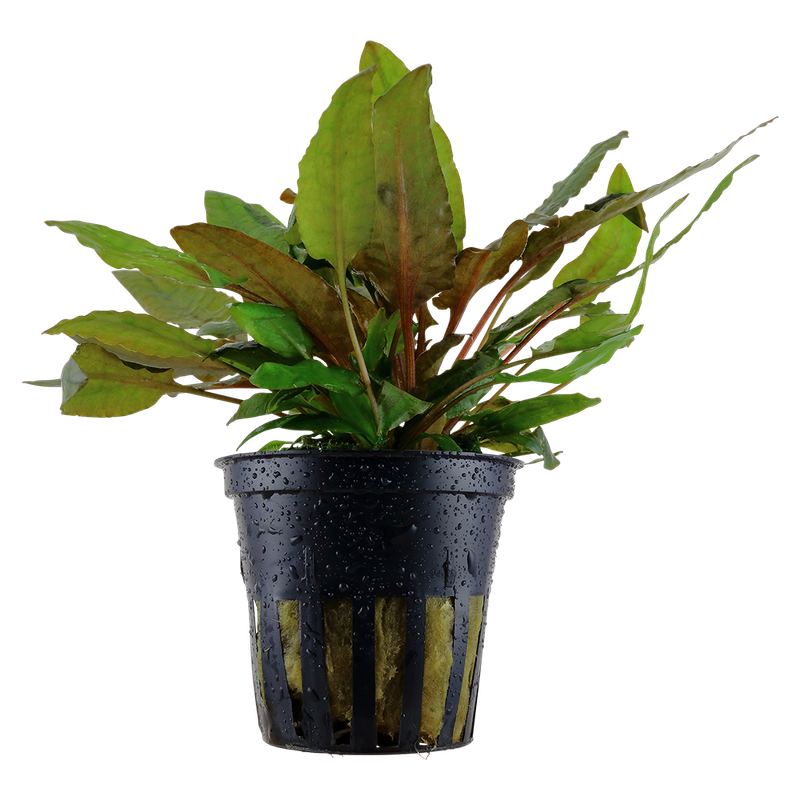 Cryptocoryne wendtii 'Tropica' Cryptocoryne wendtii 'Tropica'