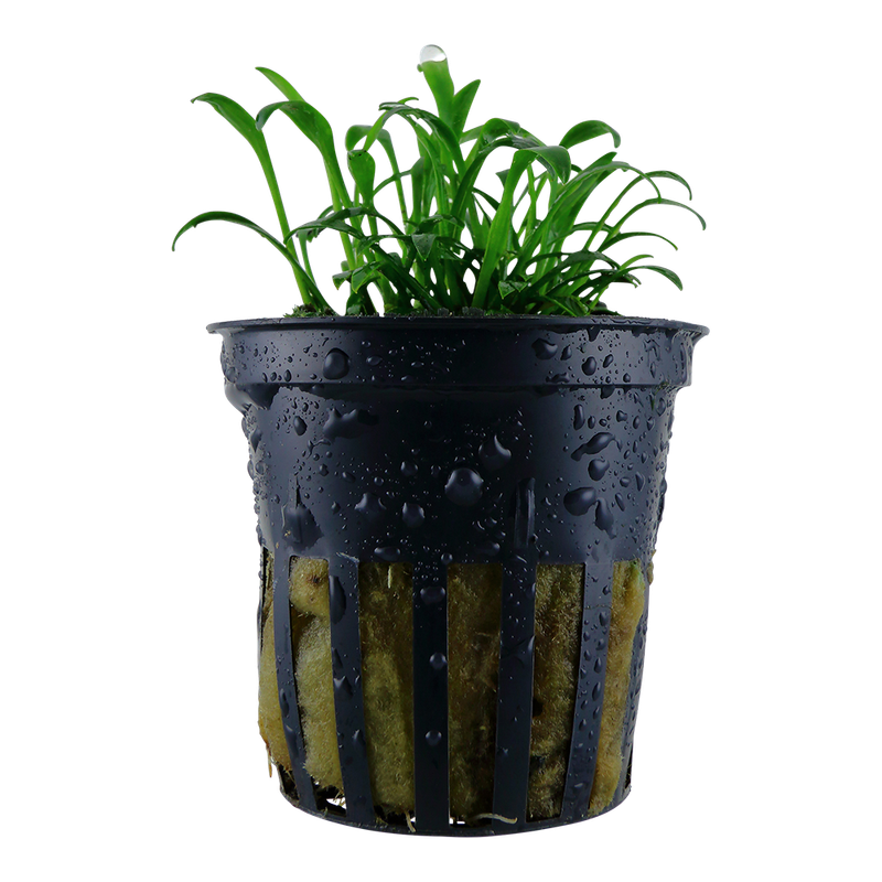 Cryptocoryne parva Cryptocoryne parva