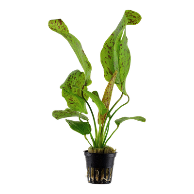 Echinodorus 'Ozelot Green'