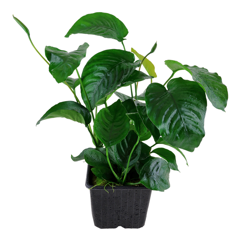 Anubias barteri var, caladiifolia