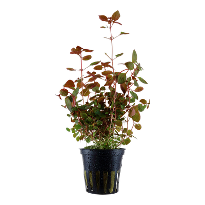 Ludwigia palustris 'Super Red'