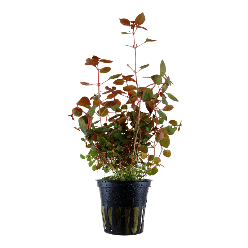 Ludwigia palustris 'Super Red' Ludwigia palustris 'Super Red'